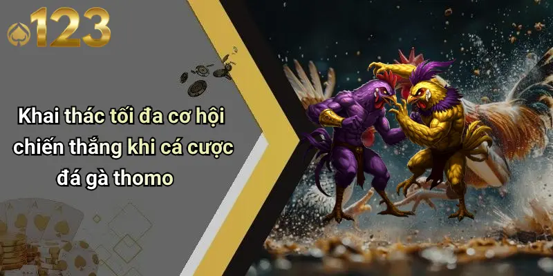 Khai thác tối đa cơ hội chiến thắng khi cá cược đá gà thomo