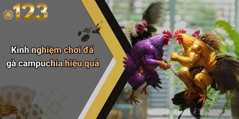 Kinh nghiệm chơi đá gà campuchia hiệu quả
